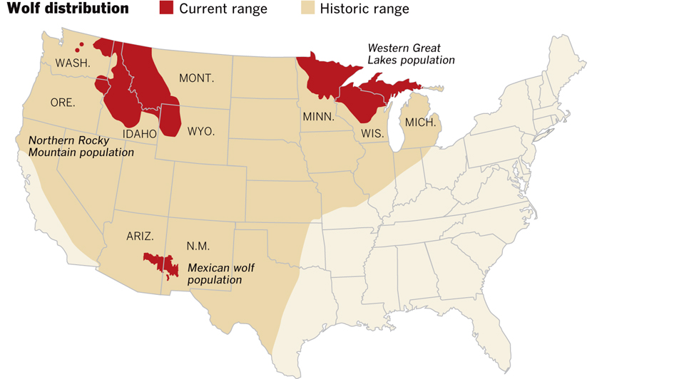 Gray wolves’ history and recovery