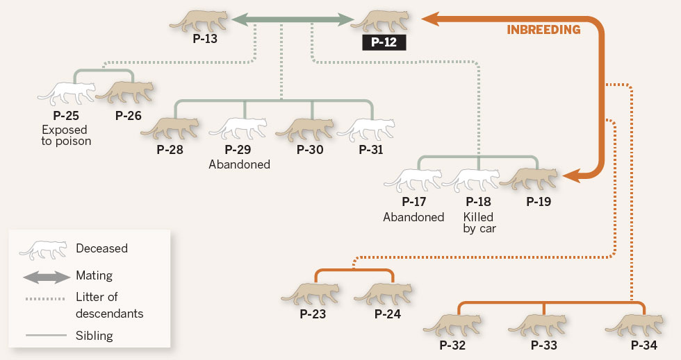 Mountain lions inbreeding