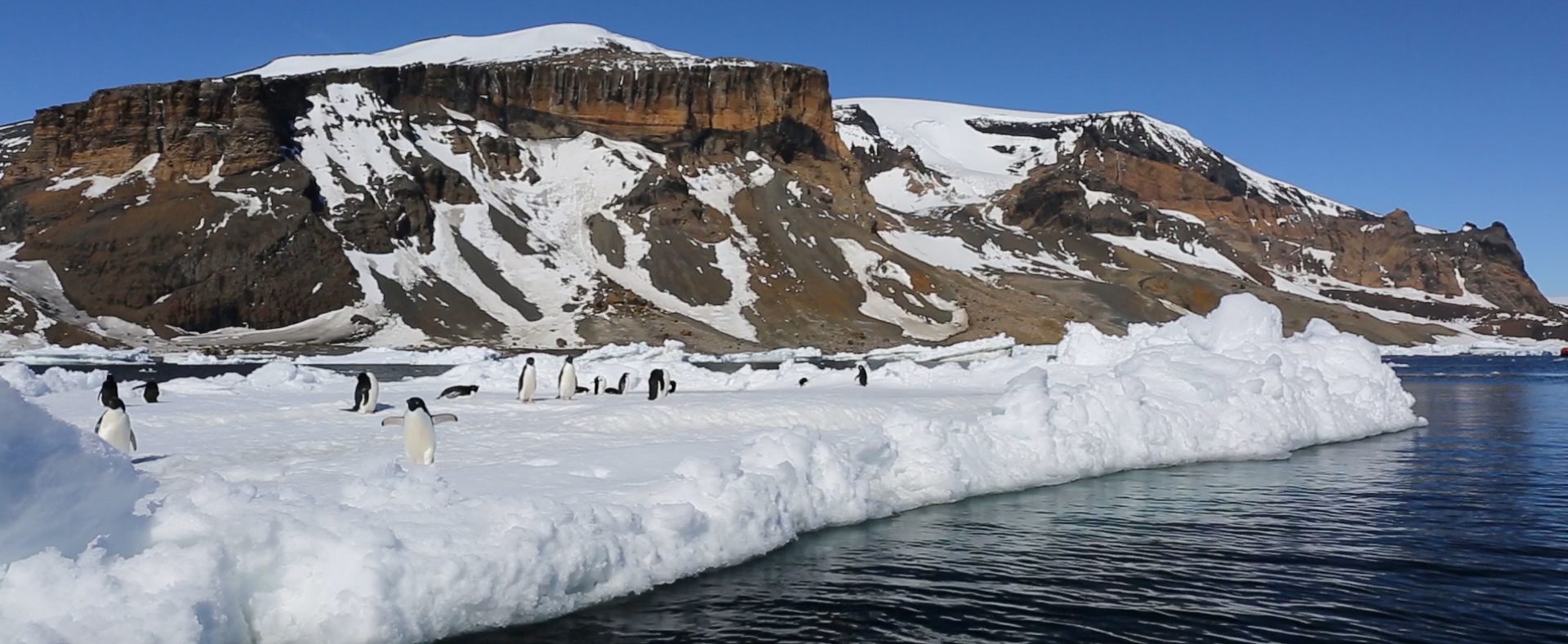 Penguins on an ice floe