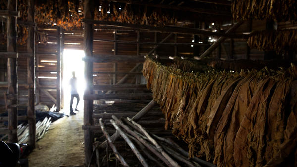 cigar making