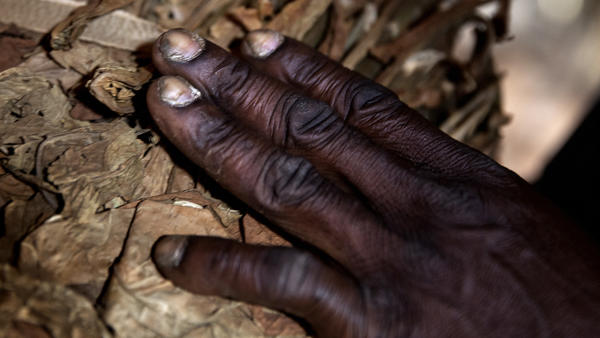 cigar making