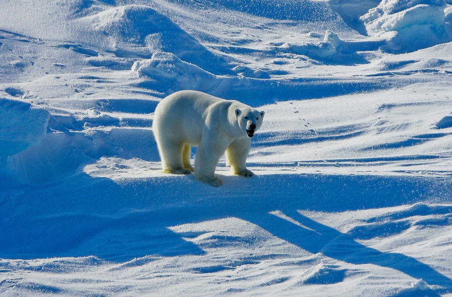 What Exxon knew about the Earth's melting Arctic - Los Angeles Times